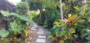 garden path, tropical foliage, garden