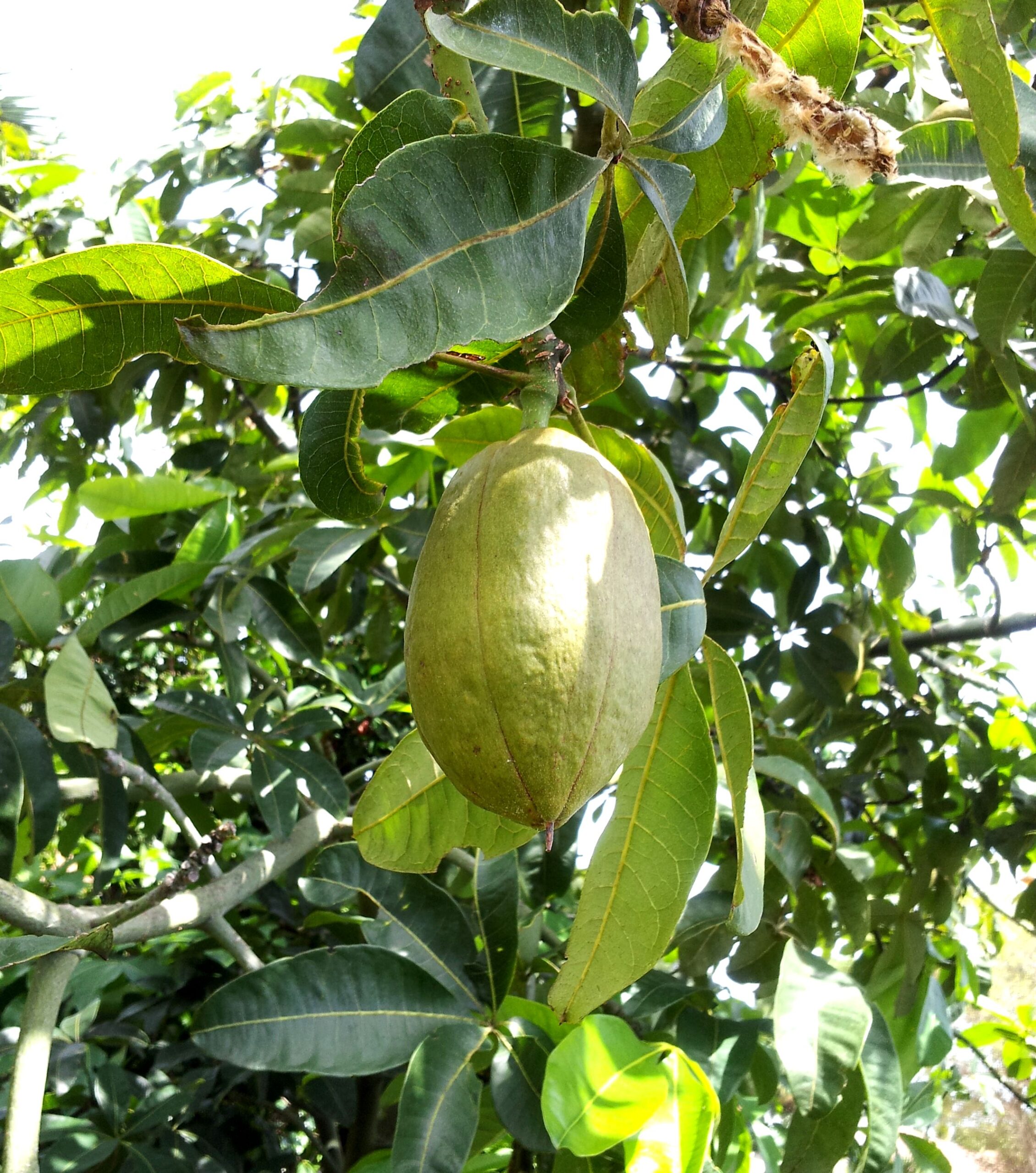 Malobag Tree Plant Profile: Malabar Nut - South Florida Forest Garden
