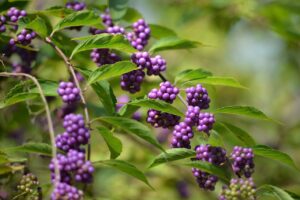 american beautyberries, purple berries, nature, garden, close up, callicarpa americana, shrub