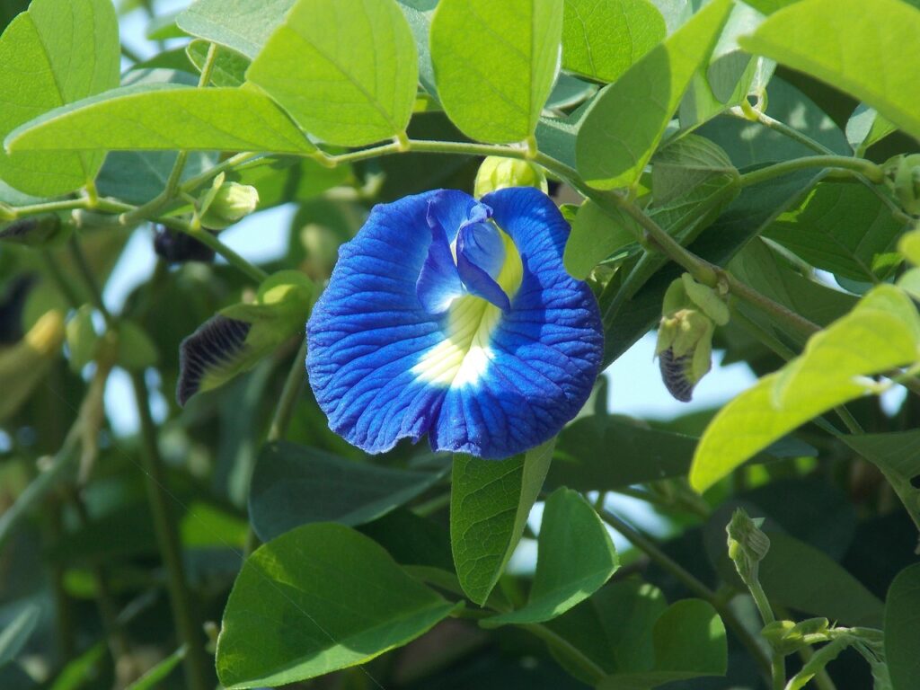 clitoria ternatea, asian pigeonwings, pigeonwings, flower wallpaper, petals, plant, flower, foliage, bloom, bluebellvine, flowering, natural, flower background, botany, blue pea, butterfly pea, cordofan pea, darwin pea, nature, garden, leaf, blue, floral, creeper, beautiful flowers, spring, botanical, botanic