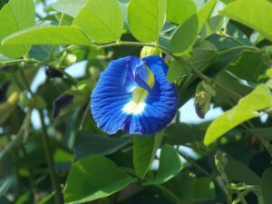 clitoria ternatea, asian pigeonwings, pigeonwings, flower wallpaper, petals, plant, flower, foliage, bloom, bluebellvine, flowering, natural, flower background, botany, blue pea, butterfly pea, cordofan pea, darwin pea, nature, garden, leaf, blue, floral, creeper, beautiful flowers, spring, botanical, botanic