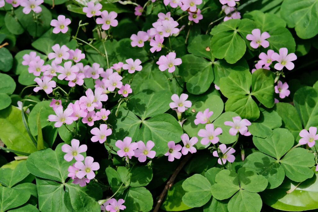 Bright pink wood sorrel flowers with lush green leaves in full bloom, perfect for spring aesthetics.