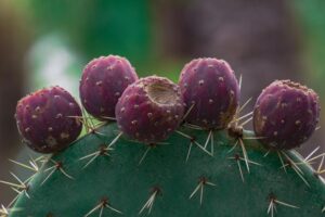Detailed view of prickly pear cactus with vibrant fruits in Elche, Spain.