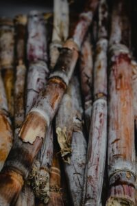 Detailed view of freshly harvested sugar canes showcasing natural textures in Madeira, Portugal.