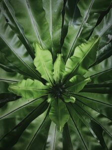 Aerial view of vibrant bird's nest fern leaves radiating outwards, exemplifying lush tropical Thai greenery.